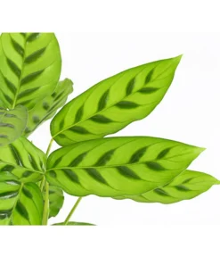 Korbmarante 'Leopardina' -Pflanzen Promotion Geschäft 8666083 PR DE 001 KorbmarantheCalatheaLeopardinaT12DehnerExpressHerzig