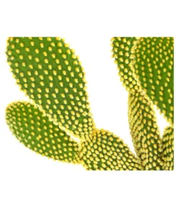 Feigenkaktus - Opuntia Microdasys 'Yellow' -Pflanzen Promotion Geschäft 8668378 PR DE 001 OpuntiaMicrodasysYellowT15DehnerExpressHerzig