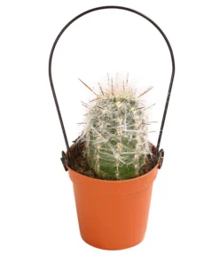 Mini Kakteen Am Bügel, Verschiedene Sorten -Pflanzen Promotion Geschäft 8670481 PR FS 001 KakteenMiniAmBuegelT5DehnerExpressHerzig