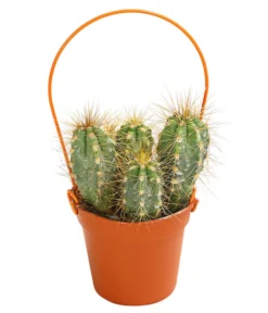 Mini Kakteen Am Bügel, Verschiedene Sorten -Pflanzen Promotion Geschäft 8670481 PR FS 003 KakteenMiniAmBuegelT5DehnerExpressHerzig