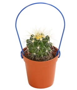 Mini Kakteen Am Bügel, Verschiedene Sorten -Pflanzen Promotion Geschäft 8670481 PR FS 004 KakteenMiniAmBuegelT5DehnerExpressHerzig