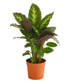 Korbmarante - Calathea 'Misto'