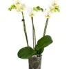 Schmetterlingsorchidee - Phalaenopsis 'Little Kolibri'
