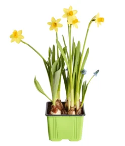 Zwiebelpflanzen-Trio Frühlingsstimmung -Pflanzen Promotion Geschäft 8686636 PR FS 001 Zwiebel4erMixT9DehnerExpressZS