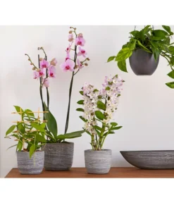 Efeutute - Epipremnum Aureum 'Torro', Ampel -Pflanzen Promotion Geschäft 8687071 PR MO 002 8687063 8250045 8660045 DendrobiumUveSauer