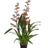 Colmanara-Orchidee - Colmanara 'Andrea'