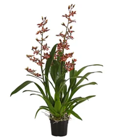 Colmanara-Orchidee - Colmanara 'Andrea'