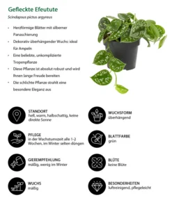 Gefleckte Efeutute - Scindapsus Pictus -Pflanzen Promotion Geschäft 8689127 WE IG 001 GefleckteEfeutute