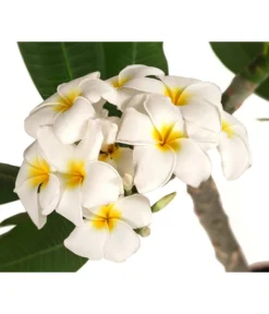 Bestseller -Pflanzen Promotion Geschäft 8691180 WE DE 001 PlumeriaT18MixOstroFrangipani