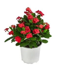 Christusdorn - Euphorbia Milii