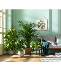 Efeutute - Epipremnum Aureum Am Moosstab -Pflanzen Promotion Geschäft 8704702 WE MO 001 DypsisLutescens