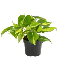 Baumfreund - Philodendron Scandens 'Brasil'