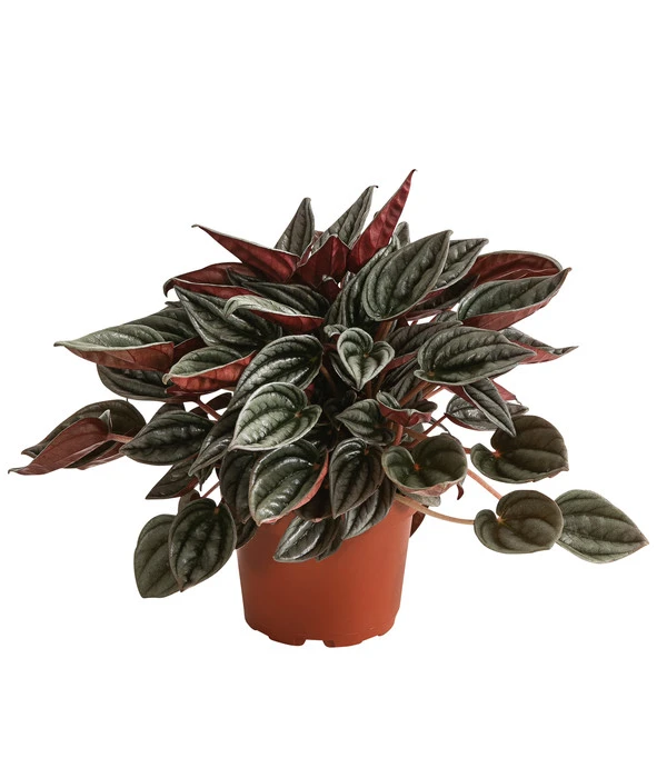 Peperomie - Peperomia Caperata 'Mendoza' 1 Peperomie - Peperomia Caperata 'Mendoza'
