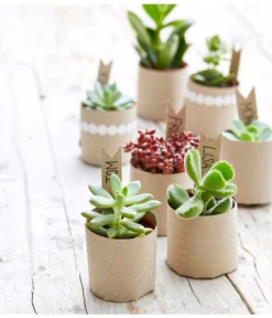 Bestseller -Pflanzen Promotion Geschäft 8722514 PR MO 002 Sukkulenten