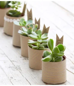 Mini Sukkulenten, Verschiedene Sorten -Pflanzen Promotion Geschäft 8722514 PR MO 006 Sukkulenten