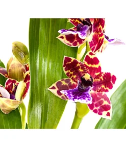 Zygopetalum - Zygopetalum Cultivars -Pflanzen Promotion Geschäft 8722761 PR DE 001 Zygopetalum2TrieberDehnerExpressHerzig