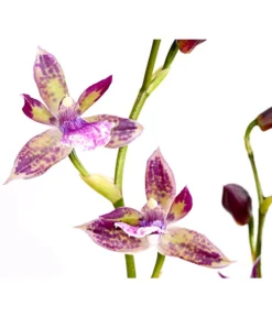 Zygopetalum - Zygopetalum Cultivars -Pflanzen Promotion Geschäft 8722761 PR DE 002 Zygopetalum2TrieberDehnerExpressHerzig