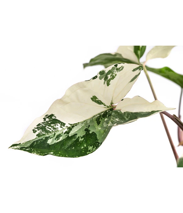 Purpurtute - Syngonium Podophyllum 'Albo Variegata', Panaschiert 4 Purpurtute - Syngonium Podophyllum 'Albo Variegata', Panaschiert – Bild 4