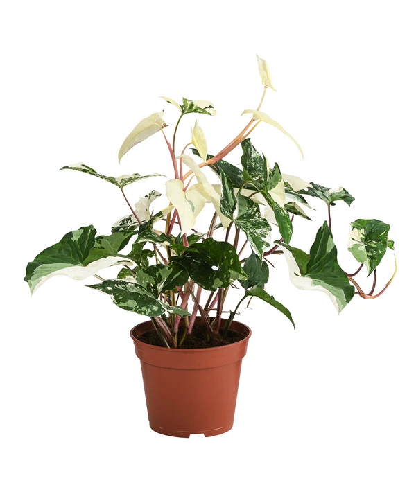 Purpurtute - Syngonium Podophyllum 'Albo Variegata', Panaschiert 1 Purpurtute - Syngonium Podophyllum 'Albo Variegata', Panaschiert