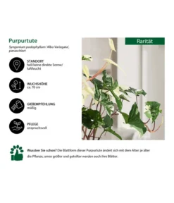 Purpurtute - Syngonium Podophyllum 'Albo Variegata', Panaschiert 6 Purpurtute - Syngonium Podophyllum 'Albo Variegata', Panaschiert -Pflanzen Promotion Geschäft 8723694 WE IG 001 PurpurtuteAlboVariegata