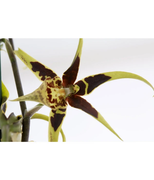 Spinnenorchidee - Brassia 'Mystic' 2 Spinnenorchidee - Brassia 'Mystic' – Bild 2