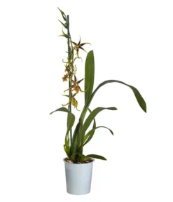 Spinnenorchidee - Brassia 'Mystic'