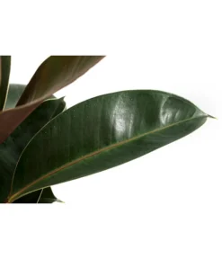 Gummibaum - Ficus Elastica 'Melany' -Pflanzen Promotion Geschäft 8729410 WE DE 001 FicusElasticaMelanyT22