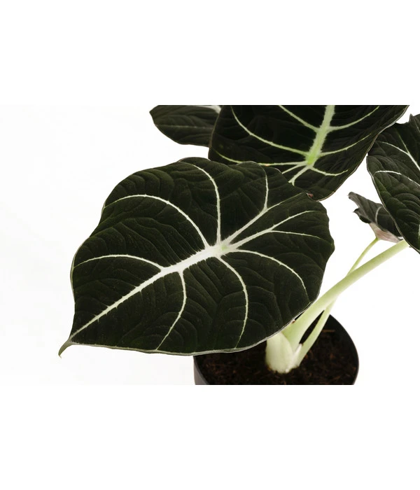 Pfeilblatt - Alocasia Reginula 'Black Velvet' 2 Pfeilblatt - Alocasia Reginula 'Black Velvet' – Bild 2