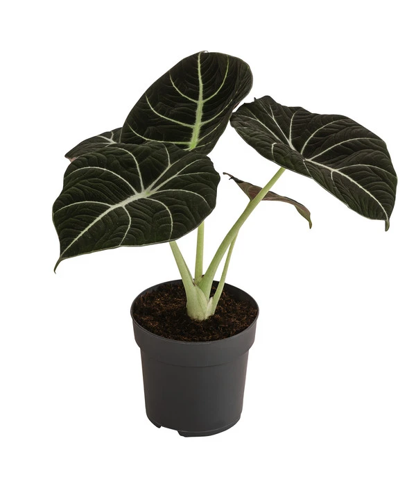 Pfeilblatt - Alocasia Reginula 'Black Velvet' 1 Pfeilblatt - Alocasia Reginula 'Black Velvet'