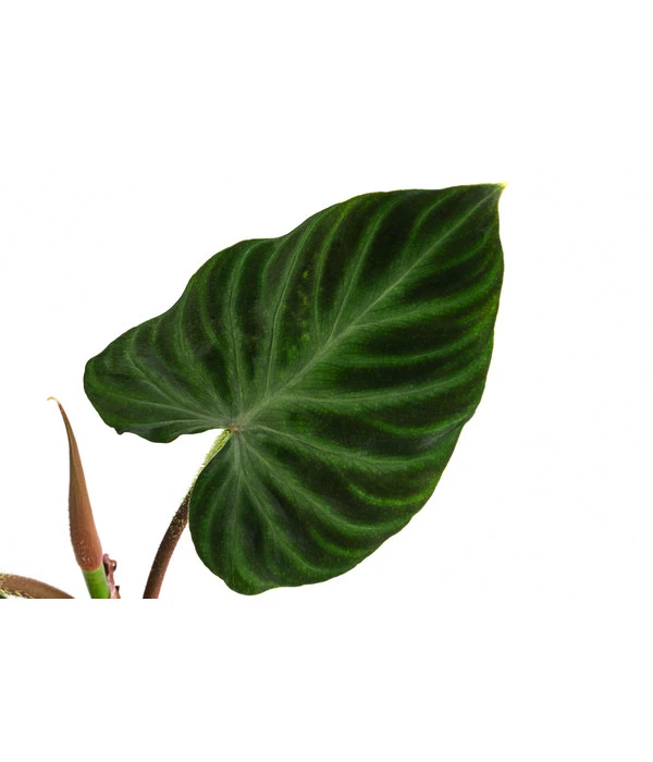 Baumfreund - Philodendron Verrucosum 4 Baumfreund - Philodendron Verrucosum – Bild 4