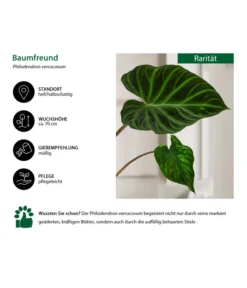 Baumfreund - Philodendron Verrucosum 6 Baumfreund - Philodendron Verrucosum -Pflanzen Promotion Geschäft 8731416 WE IG 001 PhilodendronVerrucosum
