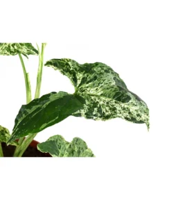 Purpurtute - Syngonium Podophyllum 'Mottled' -Pflanzen Promotion Geschäft 8731432 WE DE 001 PurpurtuteSyngoniumMottledT12