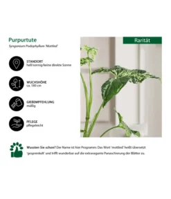 Purpurtute - Syngonium Podophyllum 'Mottled' -Pflanzen Promotion Geschäft 8731432 WE IG 001 PurpurtuteSyngoniumMottled