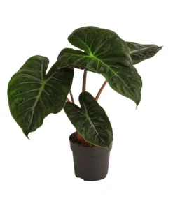 Pfeilblatt - Alocasia Baginda 'Pink Dragon'