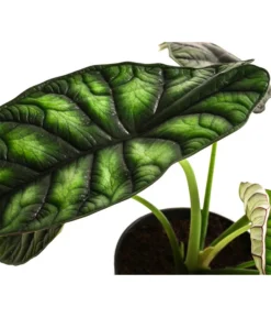 Pfeilblatt - Alocasia Baginda 'Dragon Scale' -Pflanzen Promotion Geschäft 8742314 WE DE 002 AlocasiaDragonScaleT14