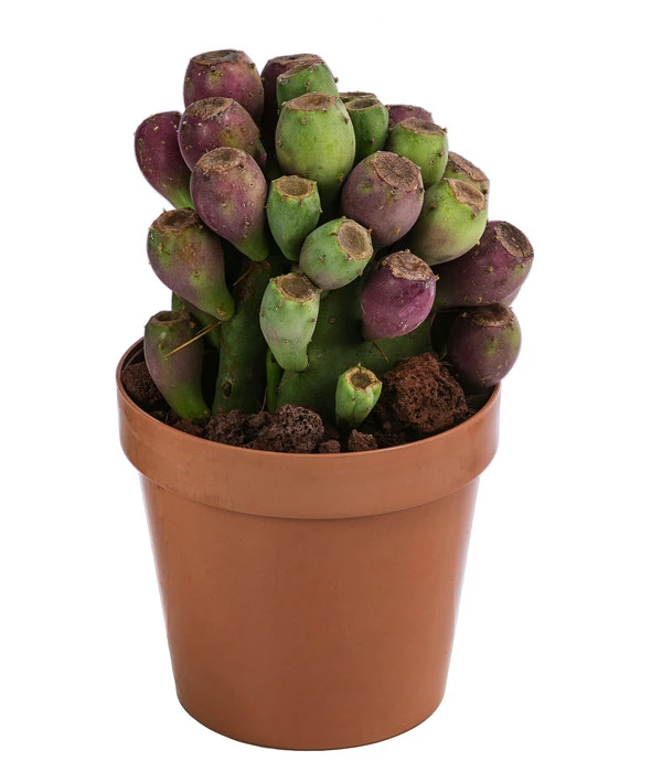 Feigenkaktus - Opuntia Vulgaris 'Etna' 1 Feigenkaktus - Opuntia Vulgaris 'Etna'