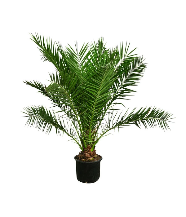 XXL Kanarische Dattelpalme, Ca. 170 Cm 1 XXL Kanarische Dattelpalme, Ca. 170 Cm