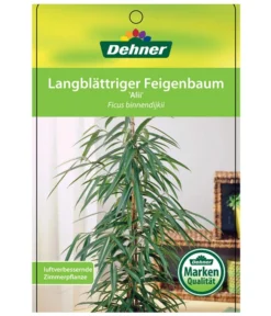 Langblättriger Feigenbaum - Ficus Binnendijkii 'Alii' -Pflanzen Promotion Geschäft 8754525 LangblaettrigeFeigeAliiEtikett1