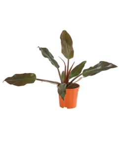 Baumfreund - Philodendron 'Imperial Red'