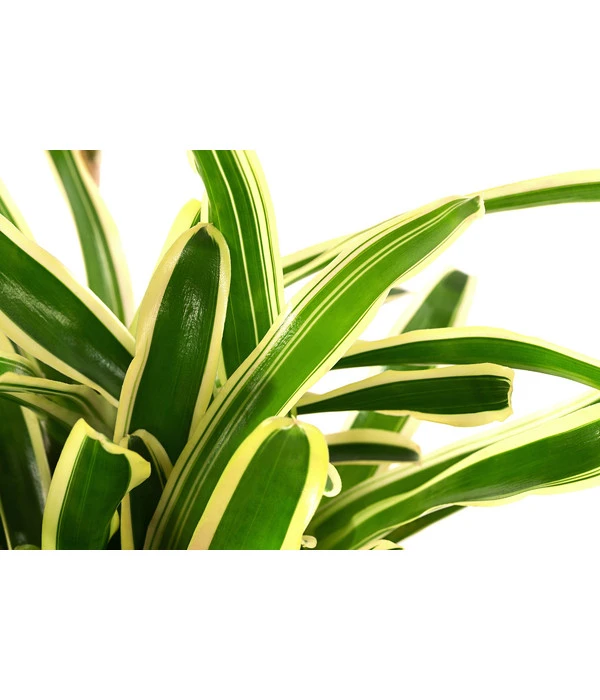 Neoregelie - Neoregelia Hybride 'Fireball' 3 Neoregelie - Neoregelia Hybride 'Fireball' – Bild 3