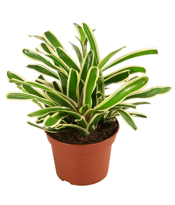 Neoregelie - Neoregelia Hybride 'Fireball' 1 Neoregelie - Neoregelia Hybride 'Fireball'