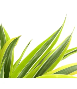 Drachenbaum - Dracaena Deremensis, Verschiedene Sorten -Pflanzen Promotion Geschäft 8756348 WE DE 001 DrachenbaumDracaenaFragransLemonLime2erTuffT17GuteWahlDehnerExpressHerzig