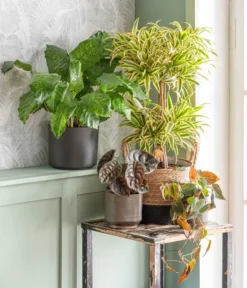 Dehner Seegras-Korb Rob, Rund, Braun/schwarz -Pflanzen Promotion Geschäft 875841 WE MO 001 DracaenaSongofIndiaT24AutumnLeaf 1