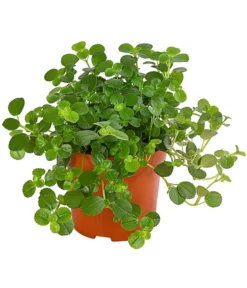 Kanonierblume - Pilea Depressa 'Sao Paulo'