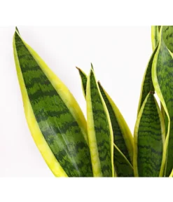 Bogenhanf - Sansevieria Trifasciata Var. Laurentii -Pflanzen Promotion Geschäft 8760076 8267932 8267973 BE DE 001 SchwiegermutterzungeT11DehnerExpressHerzig