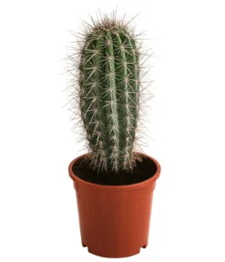 Mexikanischer Kandelaberkaktus - Pachycereus Pringlei