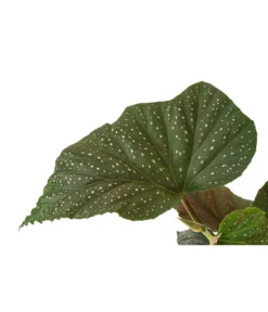 Forellenbegonie - Begonia Maculata 'Wings' -Pflanzen Promotion Geschäft 8761066 WE DE 001 ForellenBegoniaMaculataWingsDehner