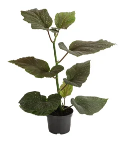 Forellenbegonie - Begonia Maculata 'Wings'