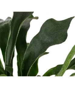 Geweihfarn - Platycerium Bifurcatum -Pflanzen Promotion Geschäft 8764888 WE DE 002 PlatyceriumBifurcatumT12