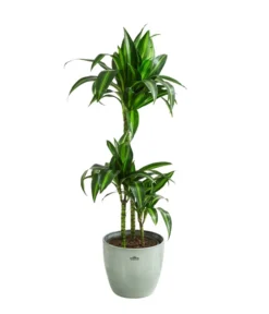 Drachenbaum - Dracaena 'Hawaiian Sunshine', In Keramik